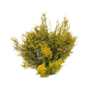Stoebe Yellow