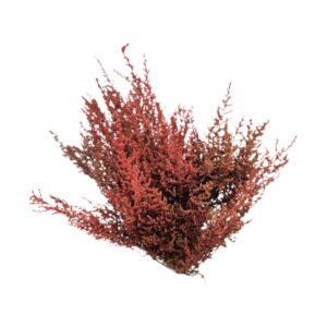 Stoebe Red