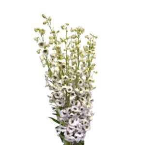Delphinium Rocket
