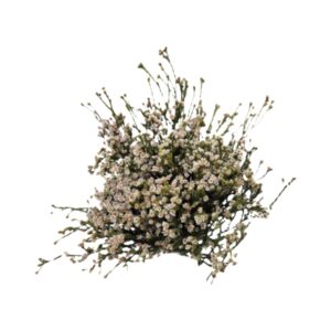 Stravia White