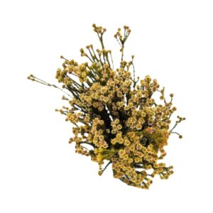 Stravia Yellow