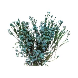Stravia Blue