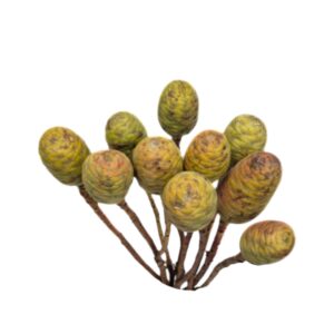 Subilosum Cones