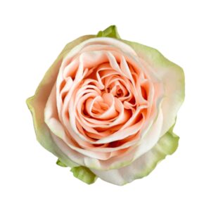 Wedding Rose