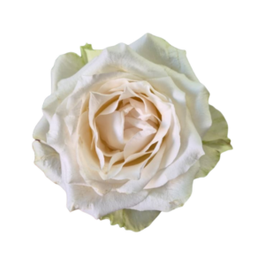 Adalonia