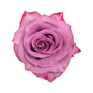 Deep purple