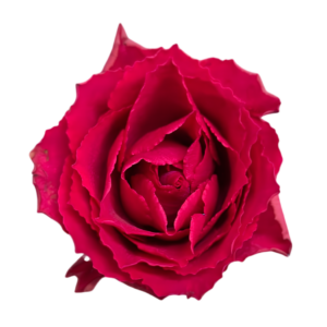 Madam Cerise