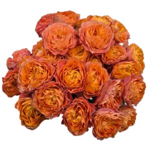 La Mandarina