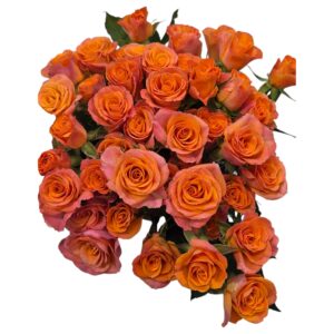 Orange Stars