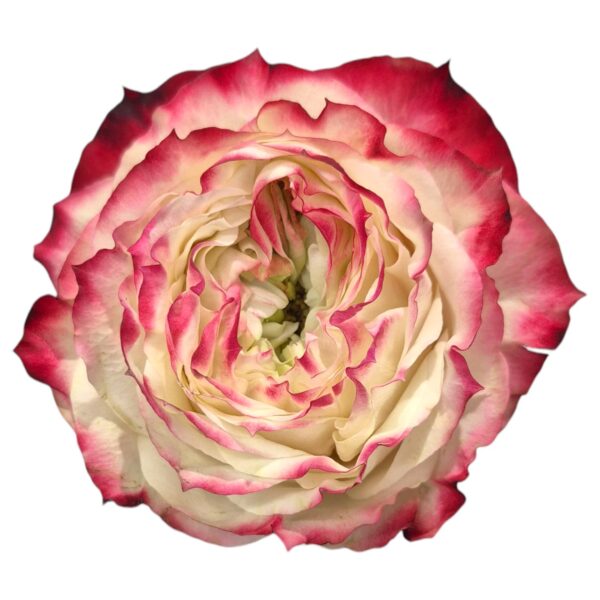 Graden & Scented Roses Archives - Groenigheid