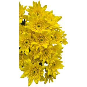 Pina Colada Yellow