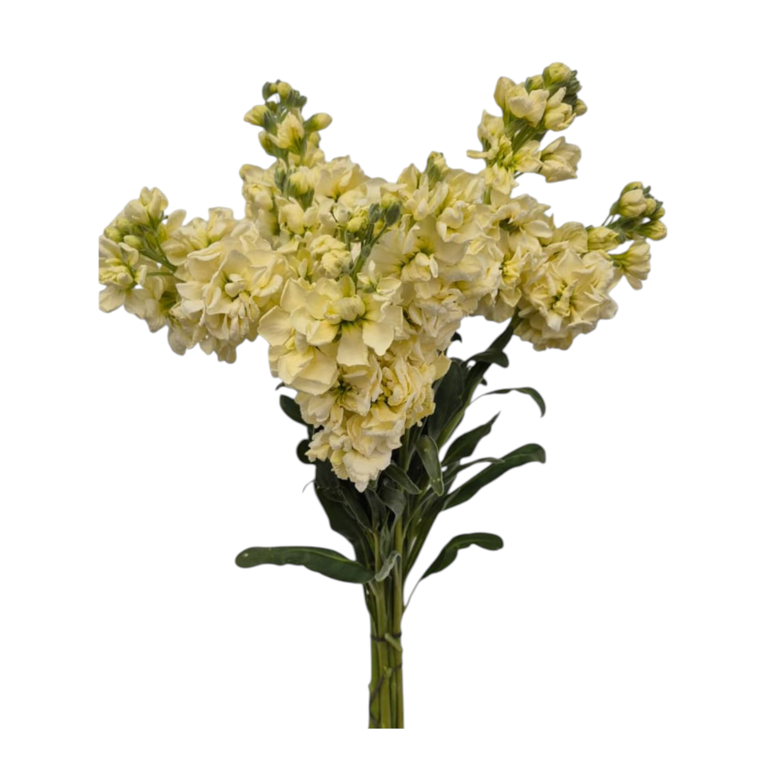 17+ Yellow Stock Flower Stocks Yellow - Groenigheid