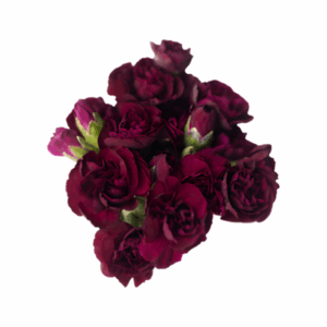 BURGUNDY-Vinum