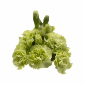 GREEN-Skadi