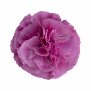 LAVENDER-Haiku