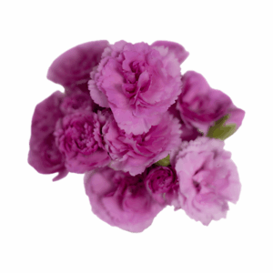 LAVENDER-Jacaranda