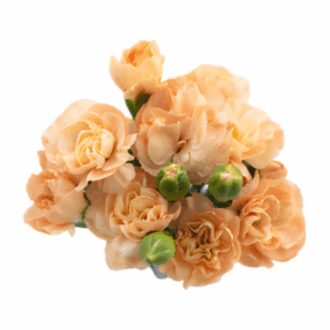 PEACH-Thar