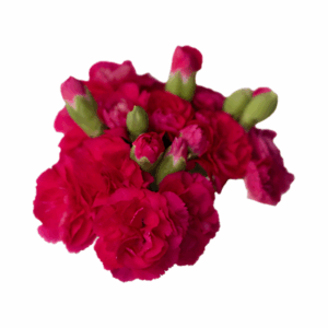 PINK-CERISE-Alaia