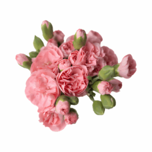PINK-Dulce