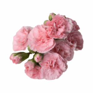 PINK-Gianna