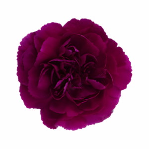 PURPLE-Mirage