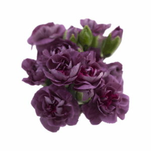 PURPLE-Sommelier