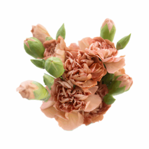 VINTAGE-PINK-Miss-Indie