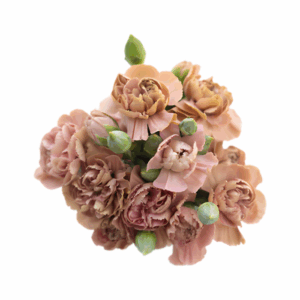 VINTAGE-PINK-Miss-Rose