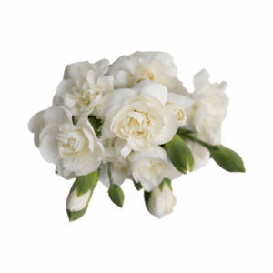 WHITE-Westcrystal