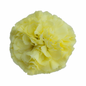 YELLOW-Diletta