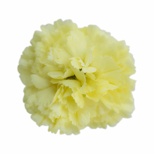 YELLOW-Inti