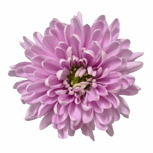 rosnano pink single