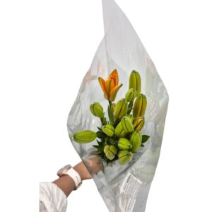asiate lilly orange