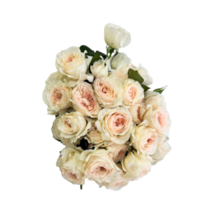 Fragrant Rosever