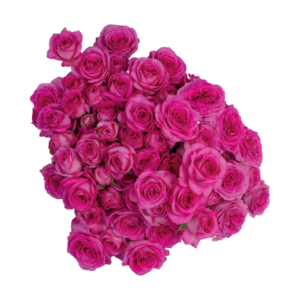 fuschia lace
