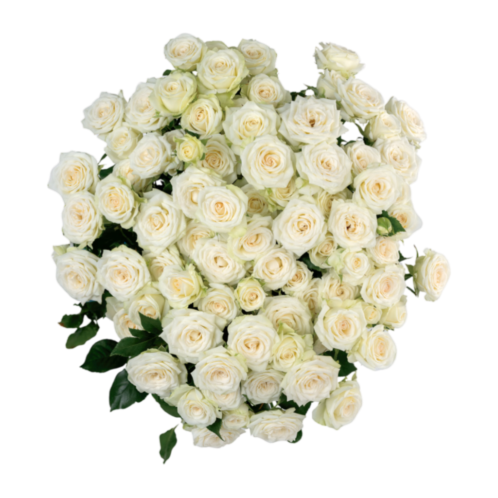 Josephine - Groenigheid