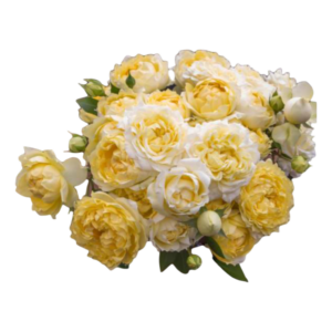 4 good yellow