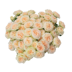 summer rose