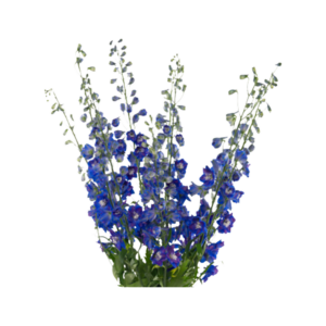 pink floyd delphinium bloom