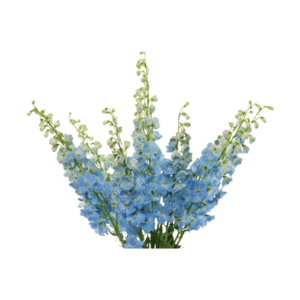 Boy Delphinium BLOOM
