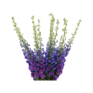 Christel Delphinium BLOOM
