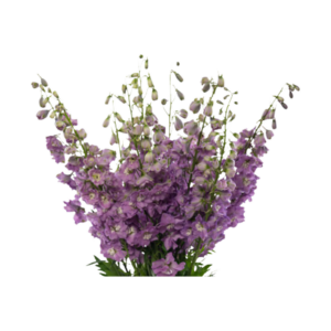 pink floyd delphinium bloom