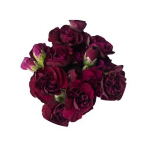 Burgendy Vinum